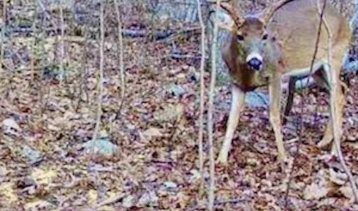 Photo #48 of Off Adventure Mountain Trail , Montvale, VA 216.9 acres