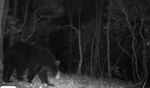 Photo #49 of Off Adventure Mountain Trail , Montvale, VA 216.9 acres