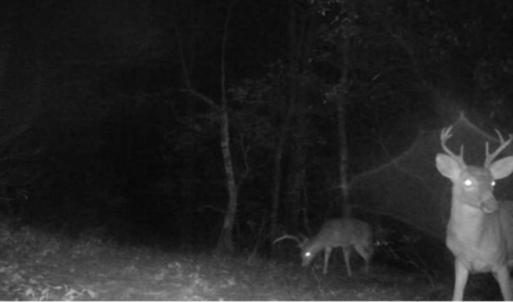 Photo #50 of Off Adventure Mountain Trail , Montvale, VA 216.9 acres
