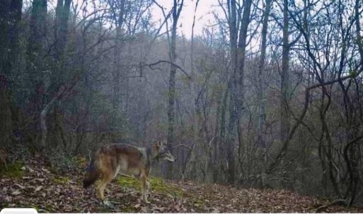 Photo #51 of Off Adventure Mountain Trail , Montvale, VA 216.9 acres