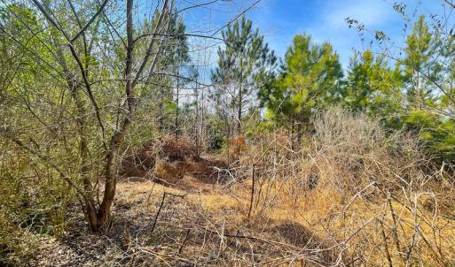 Photo #20 of Off Rolfe Hwy, Surry, VA 33.7 acres