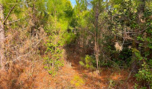 Photo #23 of Off Rolfe Hwy, Surry, VA 33.7 acres