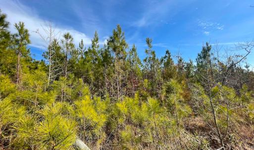 Photo #24 of Off Rolfe Hwy, Surry, VA 33.7 acres