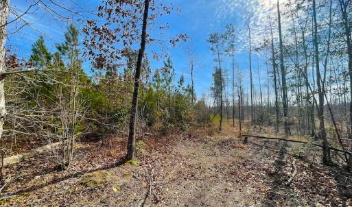 Photo #25 of SOLD property in Off Rolfe Hwy, Surry, VA 33.7 acres