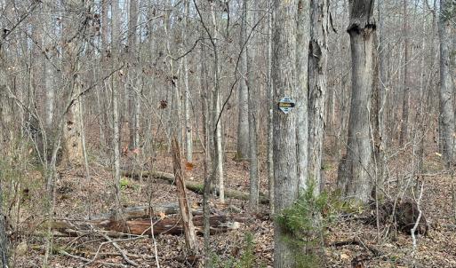 Photo #8 of SOLD property in Off Bowmantown Rd, Roxboro, NC 42.8 acres