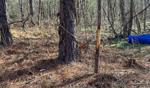 Photo #7 of SOLD property in Off Wilson Rd, Providence, NC 91.3 acres