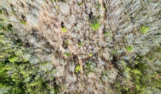 Photo #31 of SOLD property in Off Sherman Road, Maxton, NC 41.4 acres