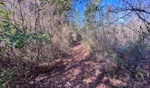 Photo #38 of SOLD property in Off Sherman Road, Maxton, NC 41.4 acres