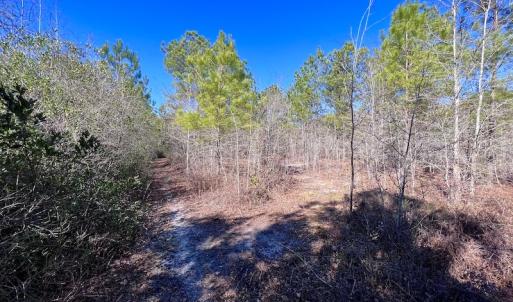 Photo #40 of SOLD property in Off Sherman Road, Maxton, NC 41.4 acres