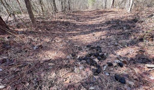 Photo #45 of SOLD property in Off Sherman Road, Maxton, NC 41.4 acres