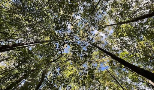 Photo #12 of Off Sims Bridge Road , Kittrell, NC 36.2 acres