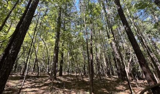 Photo #2 of Off Sims Bridge Road , Kittrell, NC 36.2 acres