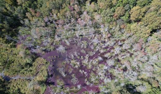 Photo #22 of Off Sims Bridge Road , Kittrell, NC 36.2 acres