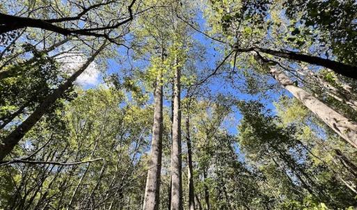 Photo #3 of Off Sims Bridge Road , Kittrell, NC 36.2 acres