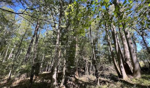 Photo #6 of Off Sims Bridge Road , Kittrell, NC 36.2 acres