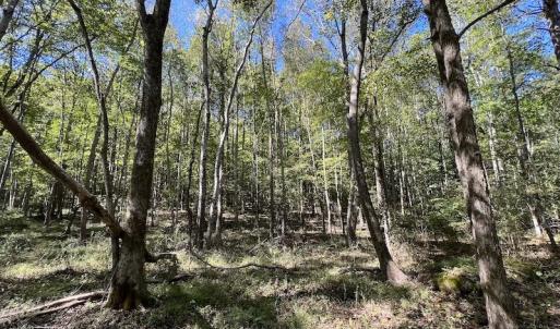 Photo #7 of SOLD property in Off Sims Bridge Road , Kittrell, NC 36.2 acres