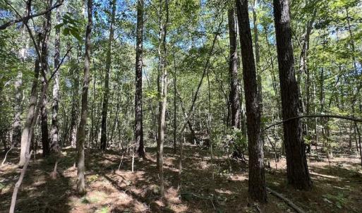 Photo #8 of SOLD property in Off Sims Bridge Road , Kittrell, NC 36.2 acres