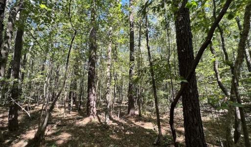 Photo #9 of Off Sims Bridge Road , Kittrell, NC 36.2 acres