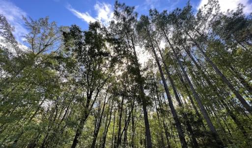 Photo #10 of SOLD property in Off Lunbar Court , Kittrell, NC 32.5 acres