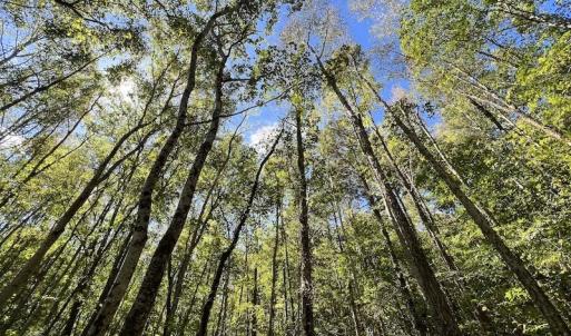 Photo #6 of Off Lunbar Court , Kittrell, NC 32.5 acres