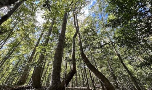 Photo #7 of Off Lunbar Court , Kittrell, NC 32.5 acres