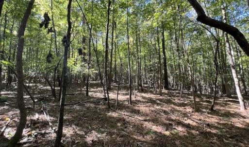 Photo #8 of Off Lunbar Court , Kittrell, NC 32.5 acres
