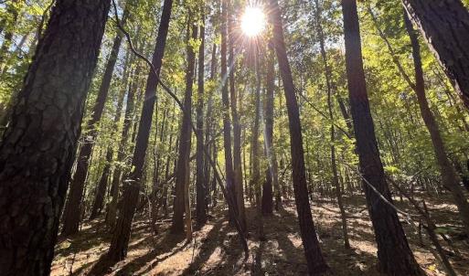 Photo #9 of SOLD property in Off Lunbar Court , Kittrell, NC 32.5 acres