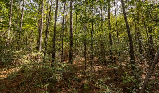 Photo #8 of SOLD property in Off Toon Road , Whiteville , NC 10.5 acres