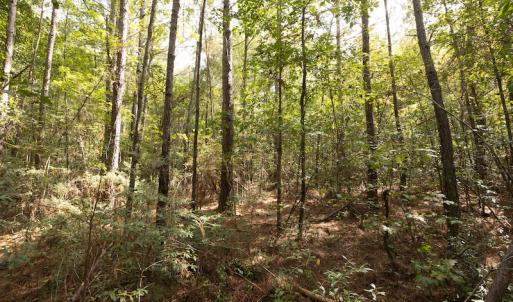 Photo #9 of SOLD property in Off Toon Road , Whiteville , NC 10.5 acres