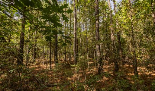 Photo #10 of SOLD property in Off Toon Road , Whiteville , NC 10.5 acres