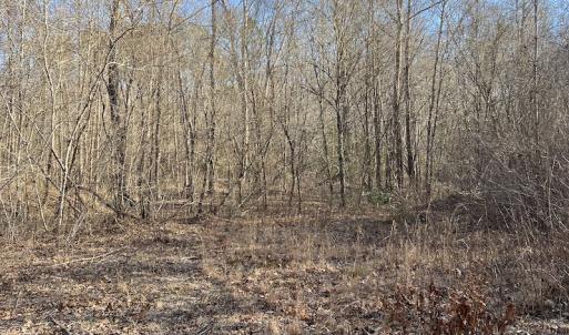 Photo #8 of SOLD property in Off Odell Littleton Road , Littleton , NC 200.0 acres
