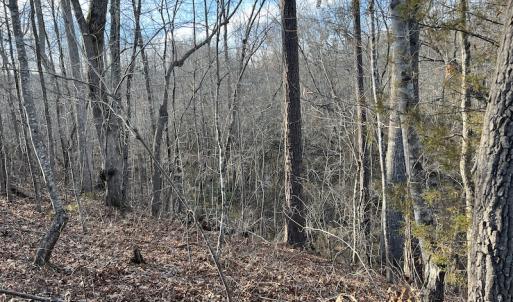 Photo #35 of SOLD property in Off Odell Littleton Road , Littleton , NC 200.0 acres