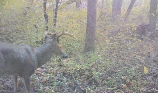 Photo #48 of SOLD property in Off Odell Littleton Road , Littleton , NC 200.0 acres