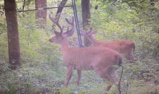 Photo #49 of SOLD property in Off Odell Littleton Road , Littleton , NC 200.0 acres