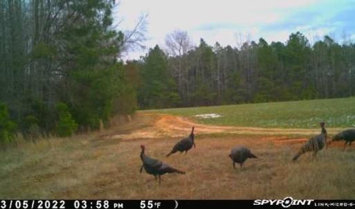Photo #50 of SOLD property in Off Odell Littleton Road , Littleton , NC 200.0 acres