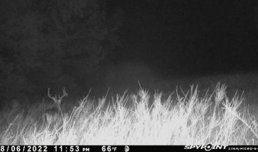 Photo #51 of SOLD property in Off Odell Littleton Road , Littleton , NC 200.0 acres