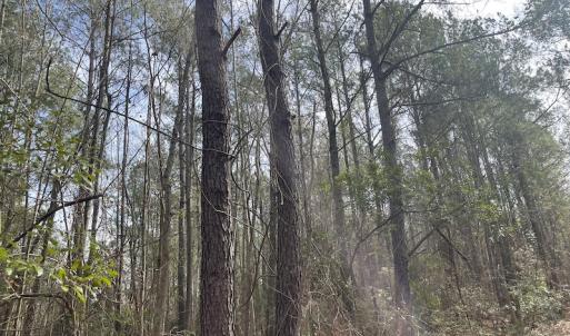 Photo #12 of Off NC 904, Fair Bluff, NC 355.0 acres