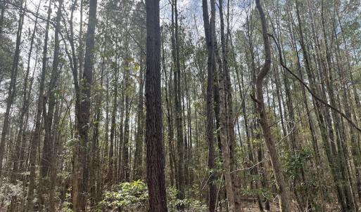 Photo #13 of Off NC 904, Fair Bluff, NC 355.0 acres