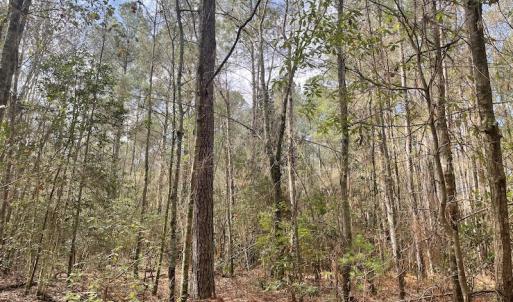 Photo #14 of Off NC 904, Fair Bluff, NC 355.0 acres