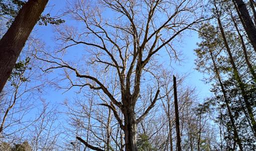 Photo #11 of SOLD property in OFF Western Mill Road , Lawrenceville, VA 40.0 acres