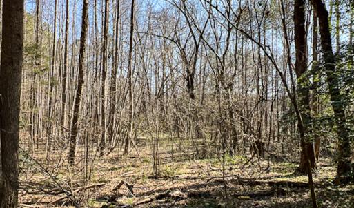 Photo #12 of SOLD property in OFF Western Mill Road , Lawrenceville, VA 40.0 acres