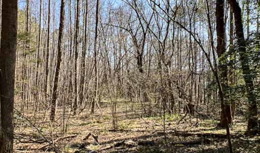 Photo #12 of OFF Western Mill Road , Lawrenceville, VA 40.0 acres