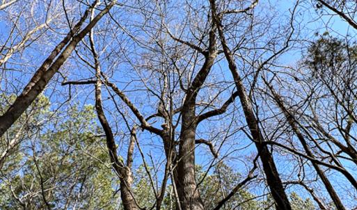 Photo #13 of SOLD property in OFF Western Mill Road , Lawrenceville, VA 40.0 acres