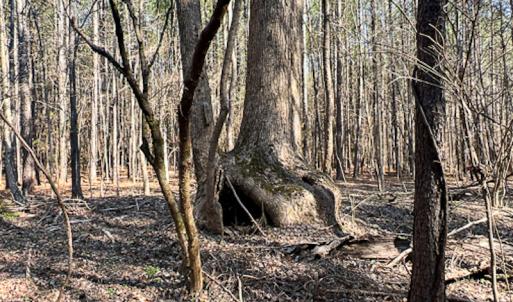 Photo #14 of SOLD property in OFF Western Mill Road , Lawrenceville, VA 40.0 acres