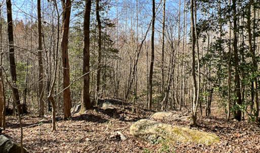 Photo #16 of SOLD property in OFF Western Mill Road , Lawrenceville, VA 40.0 acres