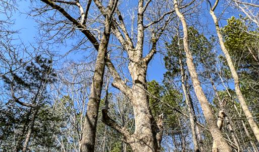 Photo #17 of SOLD property in OFF Western Mill Road , Lawrenceville, VA 40.0 acres