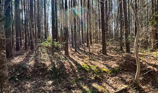 Photo #18 of SOLD property in OFF Western Mill Road , Lawrenceville, VA 40.0 acres