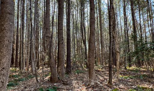 Photo #19 of SOLD property in OFF Western Mill Road , Lawrenceville, VA 40.0 acres