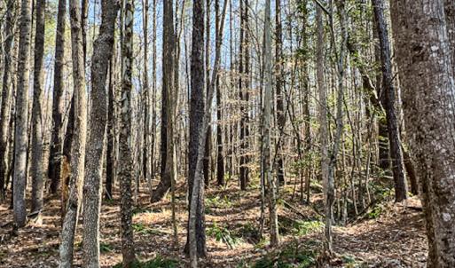 Photo #20 of SOLD property in OFF Western Mill Road , Lawrenceville, VA 40.0 acres