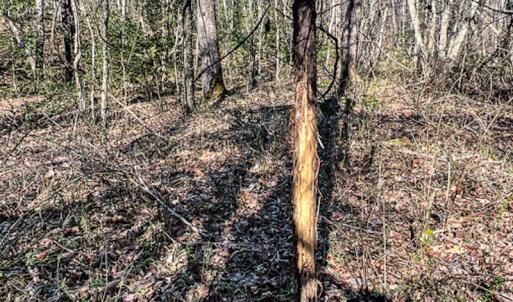 Photo #21 of SOLD property in OFF Western Mill Road , Lawrenceville, VA 40.0 acres